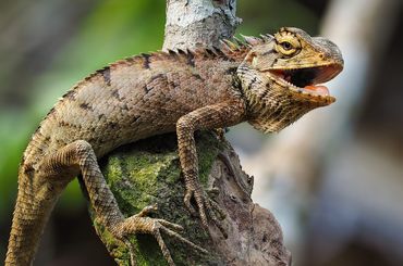 Debuter En Terrariophilie L Alimentation Du Lezard