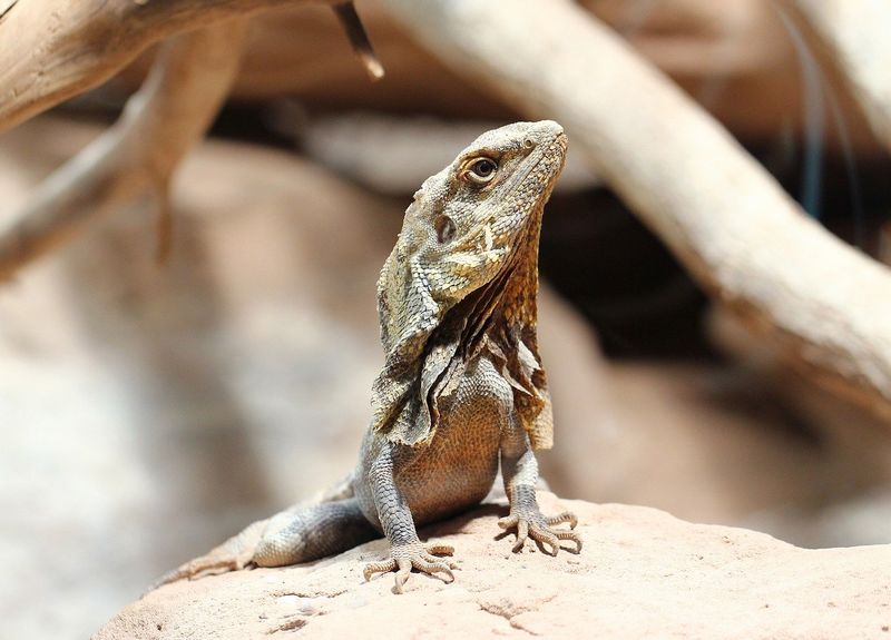 Debuter En Terrariophilie Tout Savoir Sur Le Lezard