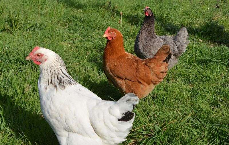 Quelles Poules Choisir Pour Mon Poulailler